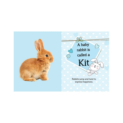 My First Book Of Baby Animals Board Books