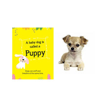 Load image into Gallery viewer, My First Book Of Baby Animals Board Books