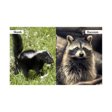 Load image into Gallery viewer, My First Book Of Wild Animals Board Book