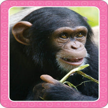 Load image into Gallery viewer, Get Set Go: Flashcards – Animal