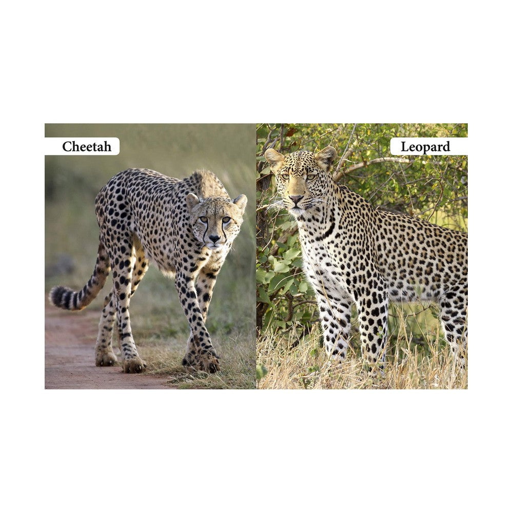 My First Book Of Wild Animals Board Book