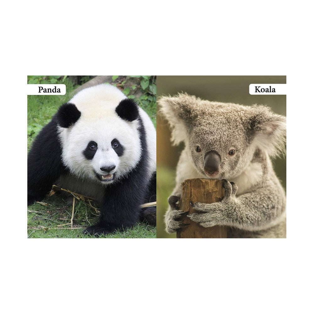 My First Book Of Wild Animals Board Book
